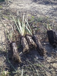 plantacions-limne-2