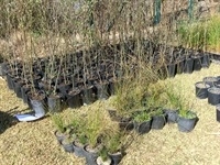 plantacions-limne-3